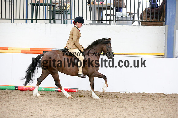 NECWPCA-SUMMER-WELSH-SILVER-MEDAL-SHOW (259 of 315)