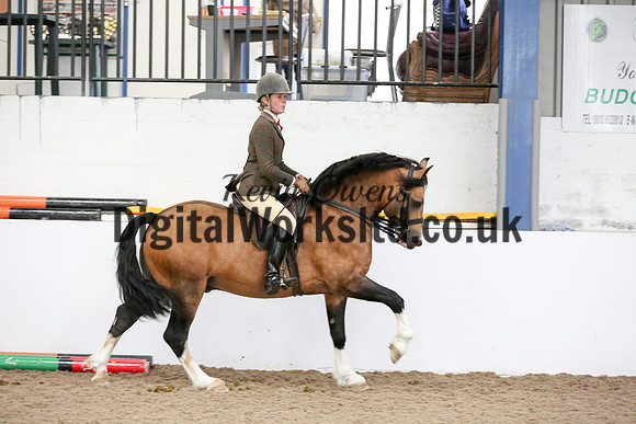 NECWPCA-SUMMER-WELSH-SILVER-MEDAL-SHOW (274 of 315)