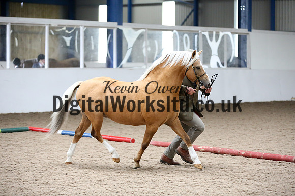 NECWPCA-SUMMER-WELSH-SILVER-MEDAL-SHOW (7 of 305)