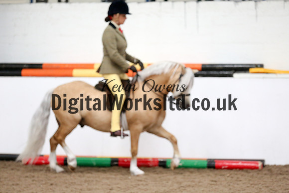 NECWPCA-SUMMER-WELSH-SILVER-MEDAL-SHOW (180 of 315)