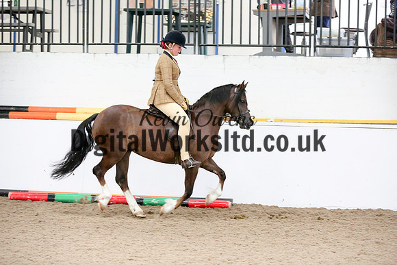NECWPCA-SUMMER-WELSH-SILVER-MEDAL-SHOW (258 of 315)