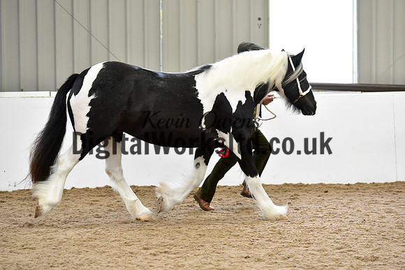 NECWPCA-SUMMER-WELSH-SILVER-MEDAL-SHOW (1 of 91)