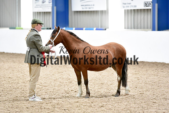 NECWPCA-SUMMER-WELSH-SILVER-MEDAL-SHOW (9 of 46)