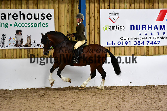 NECWPCA-SUMMER-WELSH-SILVER-MEDAL-SHOW (223 of 325)