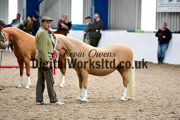 NECWPCA-SUMMER-WELSH-SILVER-MEDAL-SHOW (32 of 46)