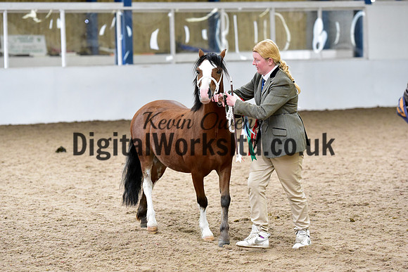 NECWPCA-SUMMER-WELSH-SILVER-MEDAL-SHOW (11 of 46)