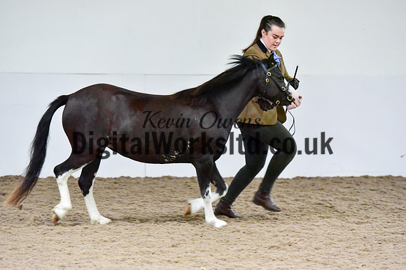 NECWPCA-SUMMER-WELSH-SILVER-MEDAL-SHOW (33 of 427)
