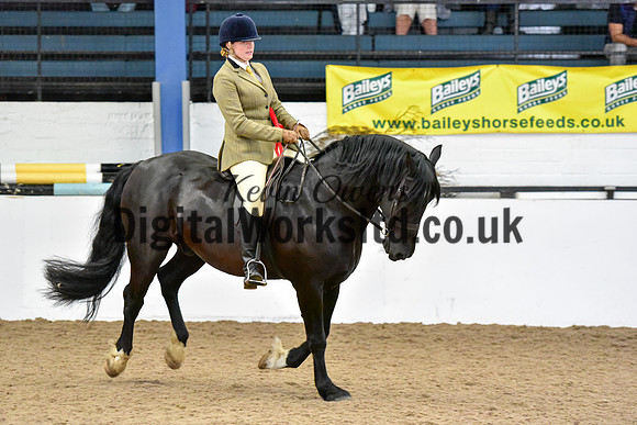 NECWPCA-SUMMER-WELSH-SILVER-MEDAL-SHOW (118 of 315)