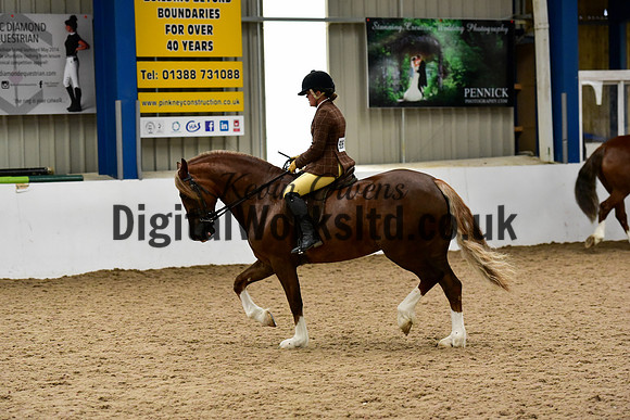 NECWPCA-SUMMER-WELSH-SILVER-MEDAL-SHOW (220 of 325)