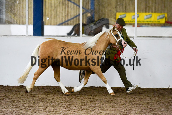 NECWPCA-SUMMER-WELSH-SILVER-MEDAL-SHOW (5 of 13)