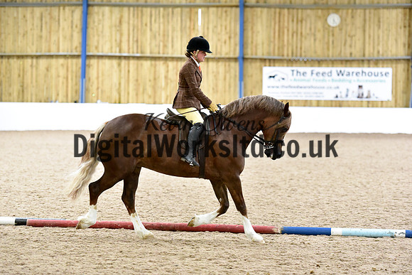 NECWPCA-SUMMER-WELSH-SILVER-MEDAL-SHOW (161 of 315)