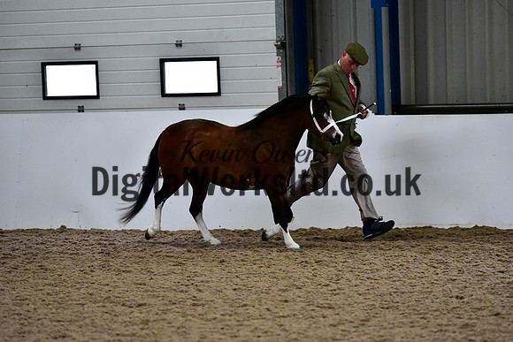 NECWPCA-SUMMER-WELSH-SILVER-MEDAL-SHOW (21 of 412)