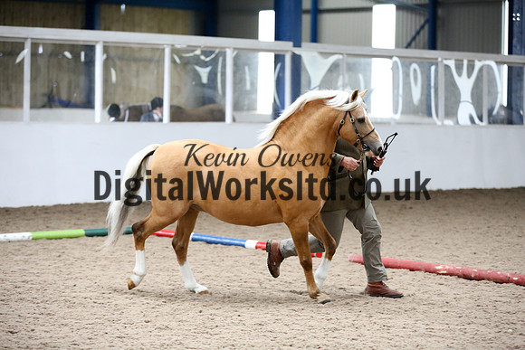 NECWPCA-SUMMER-WELSH-SILVER-MEDAL-SHOW (6 of 305)