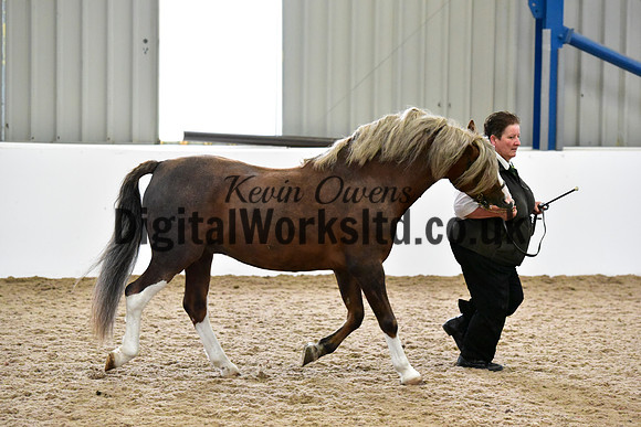 NECWPCA-SUMMER-WELSH-SILVER-MEDAL-SHOW (28 of 61)