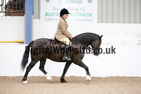 NECWPCA-SUMMER-WELSH-SILVER-MEDAL-SHOW (246 of 315)