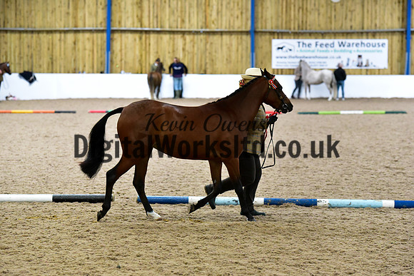 NECWPCA-SUMMER-WELSH-SILVER-MEDAL-SHOW (19 of 61)
