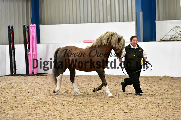 NECWPCA-SUMMER-WELSH-SILVER-MEDAL-SHOW (41 of 61)