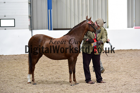 NECWPCA-SUMMER-WELSH-SILVER-MEDAL-SHOW (4 of 104)
