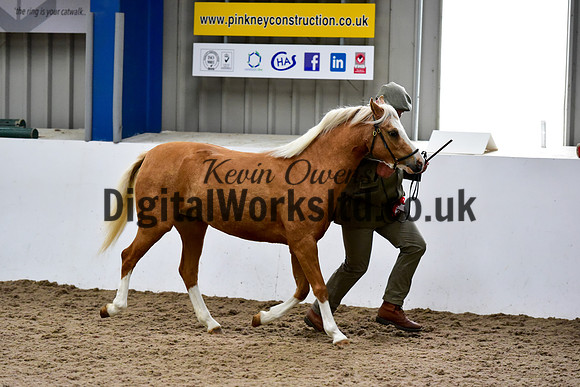 NECWPCA-SUMMER-WELSH-SILVER-MEDAL-SHOW (28 of 46)