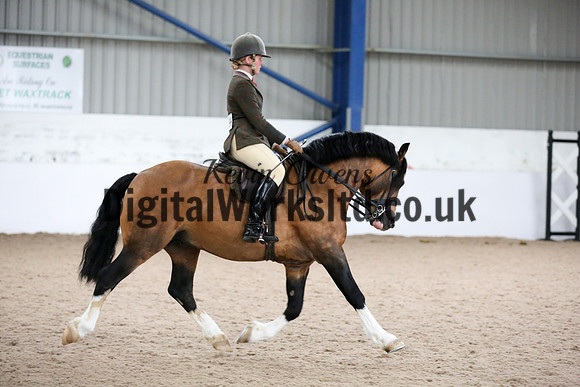 NECWPCA-SUMMER-WELSH-SILVER-MEDAL-SHOW (298 of 315)
