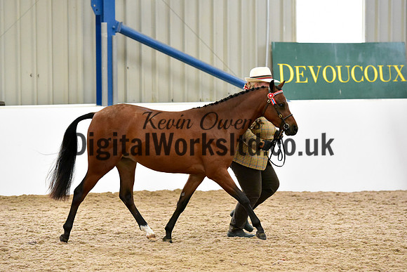 NECWPCA-SUMMER-WELSH-SILVER-MEDAL-SHOW (46 of 61)