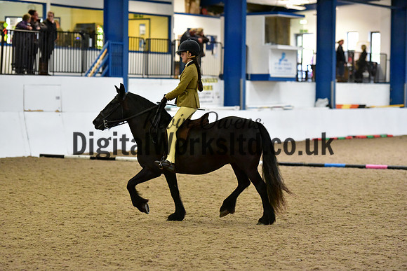 NECWPCA-SUMMER-WELSH-SILVER-MEDAL-SHOW (28 of 325)