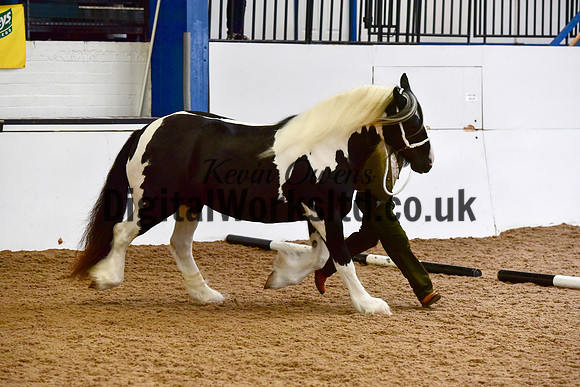 NECWPCA-SUMMER-WELSH-SILVER-MEDAL-SHOW (1 of 13)