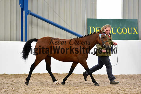NECWPCA-SUMMER-WELSH-SILVER-MEDAL-SHOW (9 of 104)