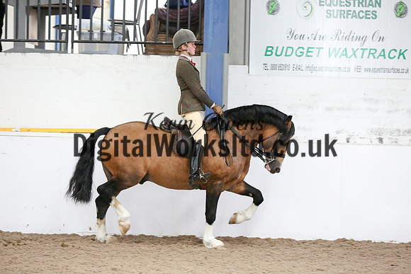 NECWPCA-SUMMER-WELSH-SILVER-MEDAL-SHOW (252 of 315)
