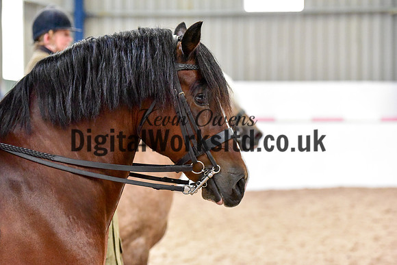 NECWPCA-SUMMER-WELSH-SILVER-MEDAL-SHOW (153 of 325)
