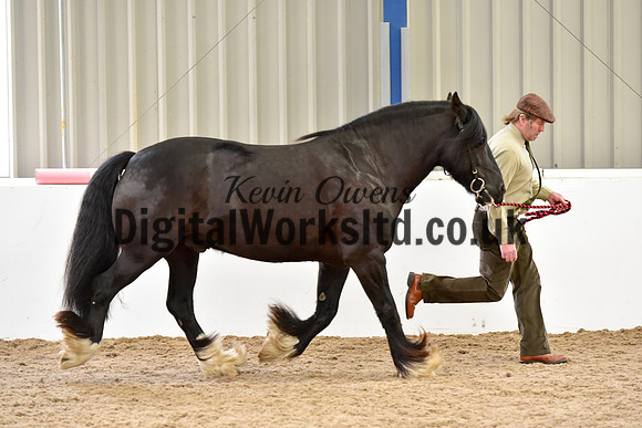 NECWPCA-SUMMER-WELSH-SILVER-MEDAL-SHOW (2 of 82)