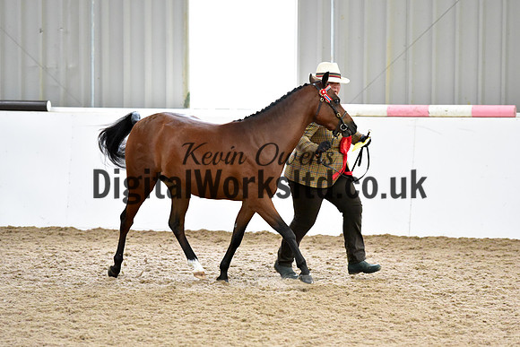 NECWPCA-SUMMER-WELSH-SILVER-MEDAL-SHOW (11 of 61)