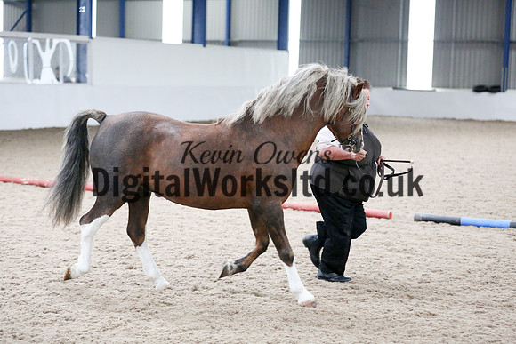 NECWPCA-SUMMER-WELSH-SILVER-MEDAL-SHOW (14 of 305)