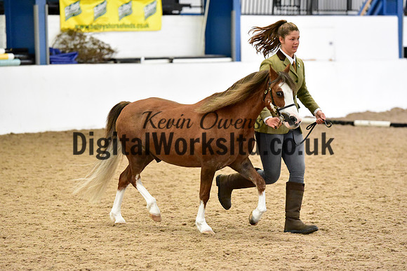 NECWPCA-SUMMER-WELSH-SILVER-MEDAL-SHOW (30 of 61)