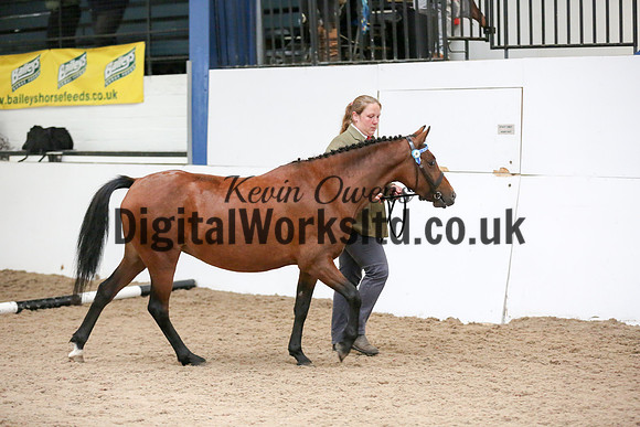 NECWPCA-SUMMER-WELSH-SILVER-MEDAL-SHOW (32 of 412)