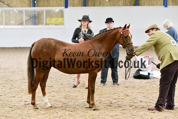 NECWPCA-SUMMER-WELSH-SILVER-MEDAL-SHOW (15 of 61)