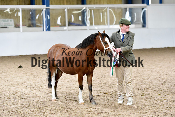 NECWPCA-SUMMER-WELSH-SILVER-MEDAL-SHOW (10 of 46)