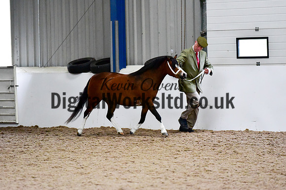 NECWPCA-SUMMER-WELSH-SILVER-MEDAL-SHOW (20 of 412)