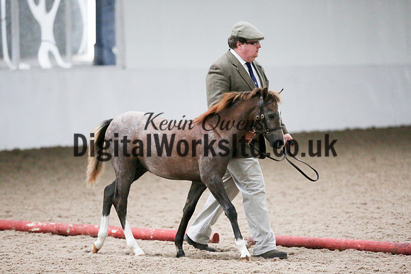NECWPCA-SUMMER-WELSH-SILVER-MEDAL-SHOW (12 of 427)