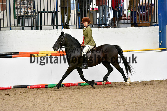 NECWPCA-SUMMER-WELSH-SILVER-MEDAL-SHOW (73 of 92)
