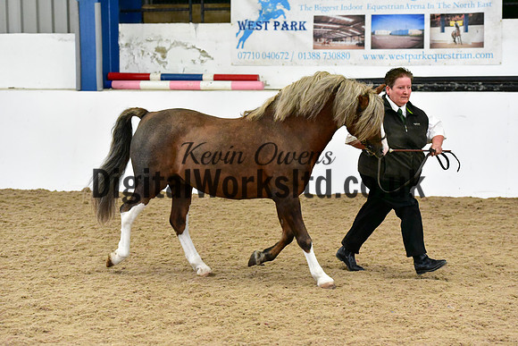 NECWPCA-SUMMER-WELSH-SILVER-MEDAL-SHOW (29 of 61)