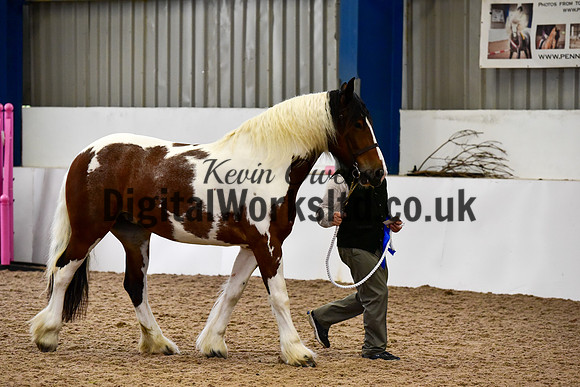 NECWPCA-SUMMER-WELSH-SILVER-MEDAL-SHOW (39 of 150)