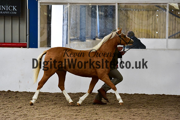 NECWPCA-SUMMER-WELSH-SILVER-MEDAL-SHOW (29 of 46)