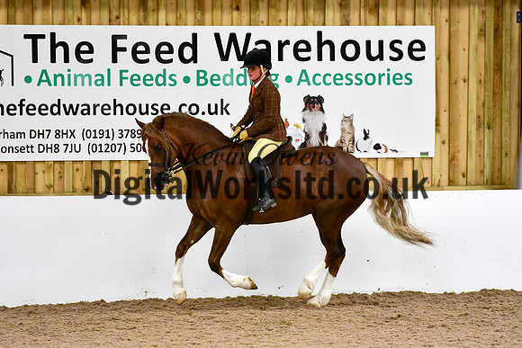 NECWPCA-SUMMER-WELSH-SILVER-MEDAL-SHOW (222 of 325)