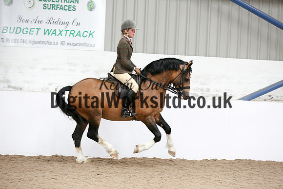 NECWPCA-SUMMER-WELSH-SILVER-MEDAL-SHOW (278 of 315)
