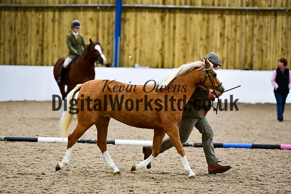 NECWPCA-SUMMER-WELSH-SILVER-MEDAL-SHOW (8 of 13)