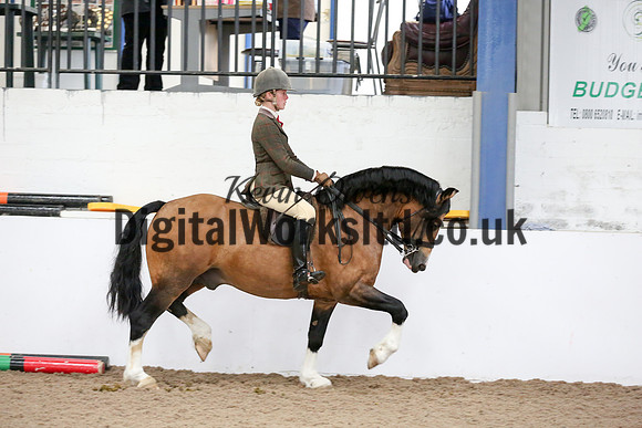 NECWPCA-SUMMER-WELSH-SILVER-MEDAL-SHOW (251 of 315)
