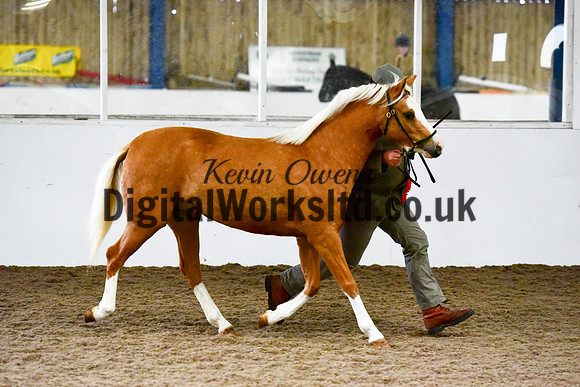 NECWPCA-SUMMER-WELSH-SILVER-MEDAL-SHOW (10 of 13)
