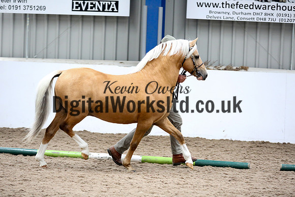 NECWPCA-SUMMER-WELSH-SILVER-MEDAL-SHOW (3 of 305)
