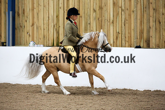 NECWPCA-SUMMER-WELSH-SILVER-MEDAL-SHOW (187 of 315)